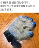 고양이를 없어지게 만드는 장갑