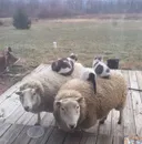 리얼 양모침대
