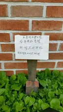 상추도둑에 화난 할머니