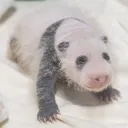 [에버랜드] 3주만에 670g 찍고 폭풍 성장중인 넷째바오🐼❤️