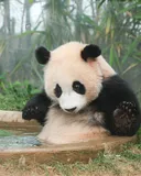 2년만에 선녀탕 대하는 자세가 달라진 후이바오🩷🐼💦