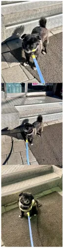'편의점 = 고구마 파는 곳' 이라는 공식을 정립한 멍뭉이.jpg