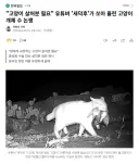 '고양이 살처분 필요?' 유튜버가 쏘아올린 작은 공