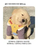 외국에서 골든 리트리버를 부르는 별명