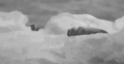 약혐) 멸종위기종 보호하자는데 성별 갈라치기?