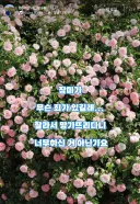 수원 행궁동 파란대문 장미 훼손 사건