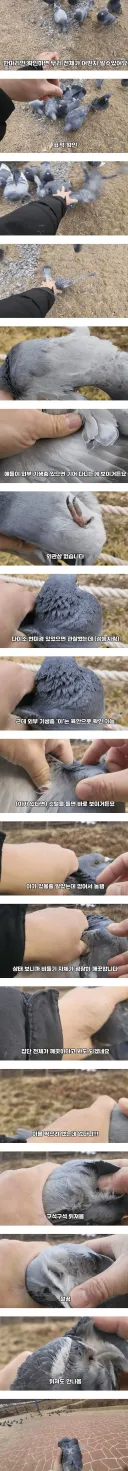 비둘기가 얼마나 더러운지 직접 보여주겠다는 유튜버