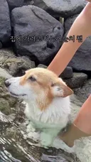 계곡 웰시코기 근황