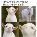 홍명보)체코 이겼을때 표정 꼴보기 싫었는데