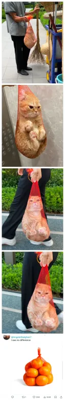 건물 청소부가 잡아준 집 나간 고양이.jpg