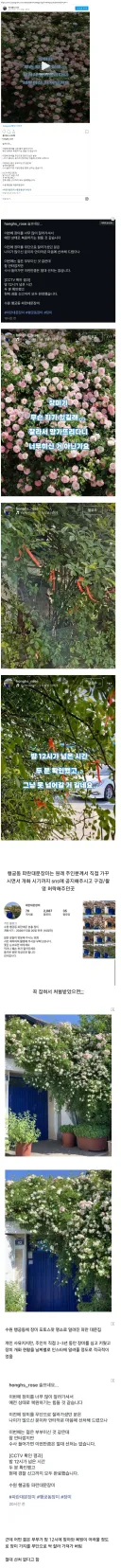 장미 무단 절도 사건.JPG