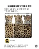 정글에서 길을 잃었을때 꿀팁