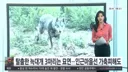 서산 늑대개 탈출
