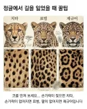치타 표범 재규어 구별법