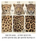누구나 할 수 있는 치타, 표범, 재규어 구별법