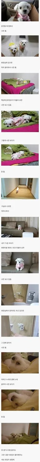 나만 바라봐 준다는 생명체
