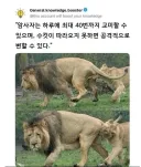 "사자는 암사자만 사냥하고 숫사자는 종일 잠만 자"