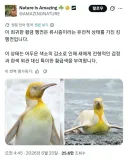 신기신기 현실 이로치