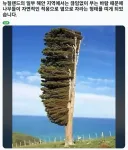뉴질랜드 해안가에 있는 나무.JPG