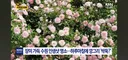 장미 잘라간 부부 본인등판