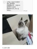 공기청정기 필터 교환 기사한테 뽀뽀해준 고양이.JPG