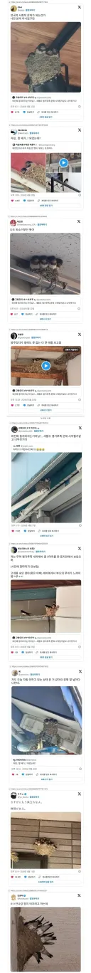 일본의 쉬었음 제비 근황