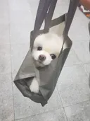 비오는날...긴급산책...
