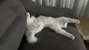 귀엽게 자는 우리집 고양이 보고 갈래?