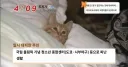 태풍때문에 피난한 일본 기자의 인터뷰