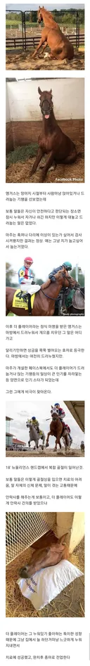 보통 다리 부러지면 못고치고 안락사 시킨다는 말 특
