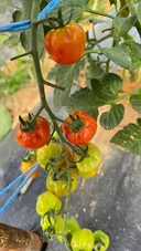 주말농장 1일차..