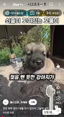 견주 허락 없이 1개월 아기 강아지 그늘막 설치