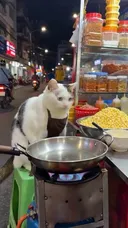 베트남식 옥수수 볶음 파는 고양이