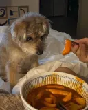 참나 ㅋㅋ 개가 떡볶이 좀 먹는다고 죽기라도 하냐?