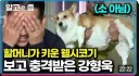 강형욱이 보고 충격받은 웰시코키 상태.