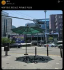 백인이 되고 싶어하는 비둘기들.twit