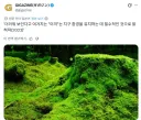 야생 이끼의 위험성.jpg