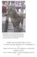 생선 사러 오는 고양이