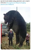 일본에서 잡힌 400kg 왕곰