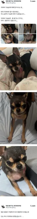 거유 치와와
