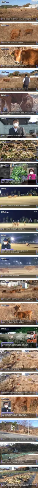 캣맘을 뛰어 넘는 카우맘