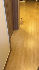 집사 왔다고 마중나와서 애교 부리는 아깽이