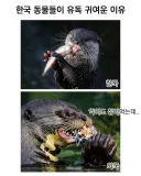 한국에서 사는 동물들이 존나 귀엽게☆ 생긴 이유