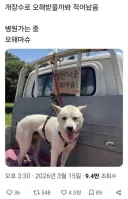 거 오해들 말어 개 팔려는것이 아니고 병원가는겨