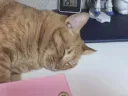 우리집 걀레온 근황