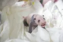 비슷한 시기의 푸바오, 루이후이, 넷째바오 모습🐼🐼🐼🐼
