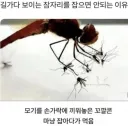 잠자리 죽이면 안 되는 이유