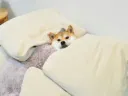 속보) 나 방금 잠이라는걸 발명함
