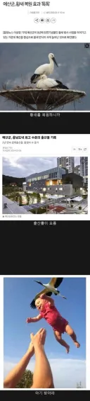 예산군이 황새를 복원하자 생긴 일 jpg.