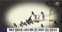 까마귀 때문에 전신화상 입은 레미콘 운전자